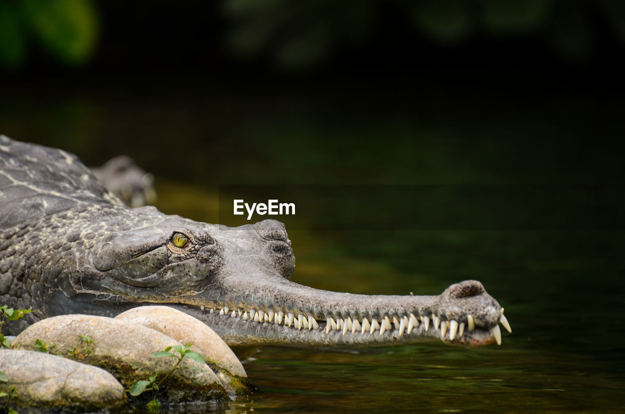 Close-up of alligator in lake