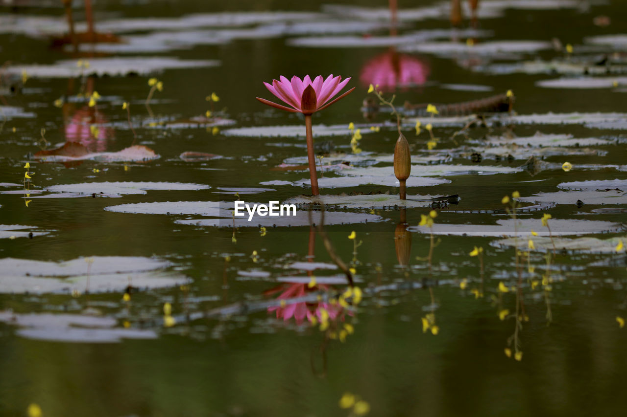 Lotus water lily flowers blooming on pond water
