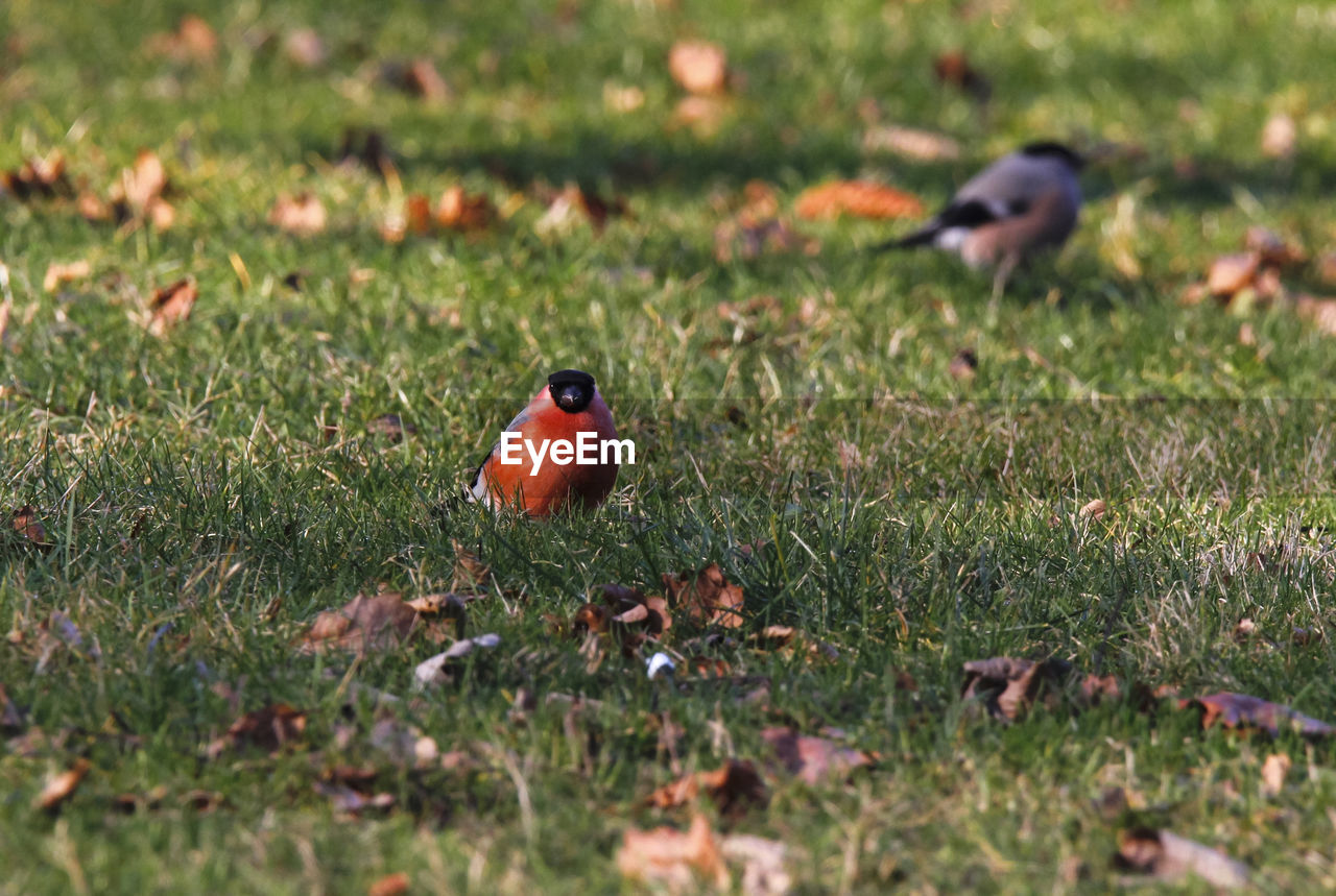 CLOSE-UP OF SPARROW PERCHING ON FIELD