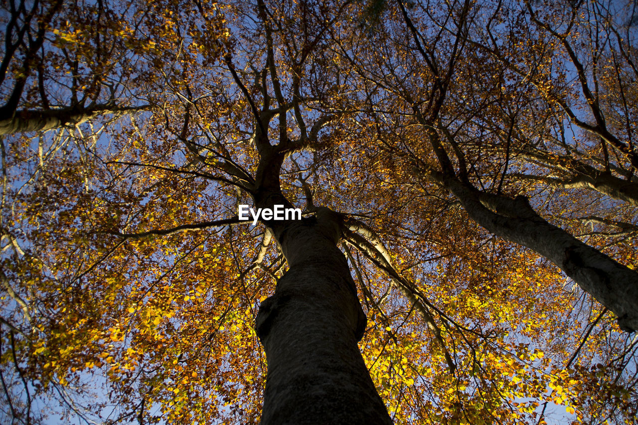 CLOSE-UP LOW ANGLE VIEW OF TREE AGAINST SKY