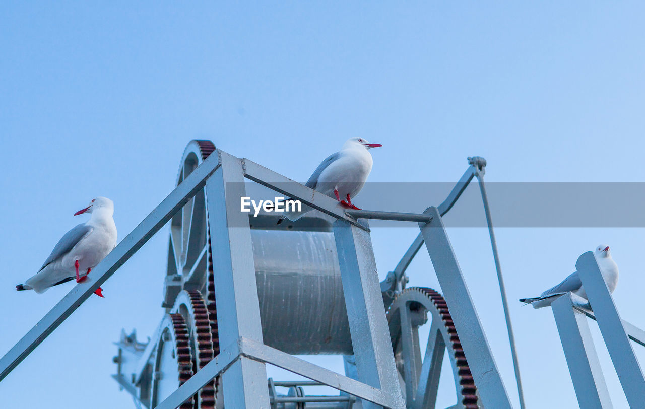 Low angle view of seagulls perching on machinery against clear sky