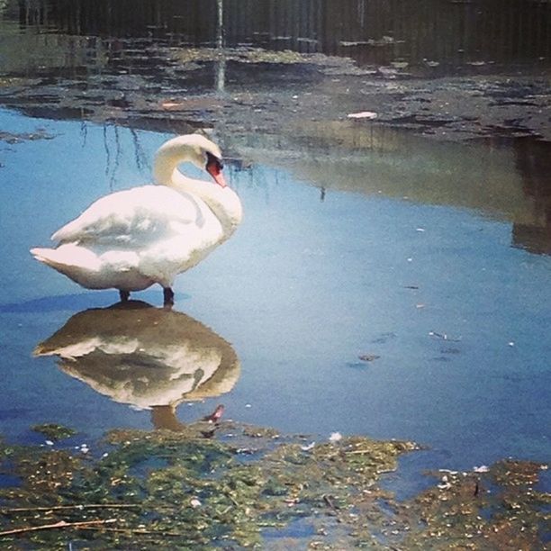 VIEW OF BIRDS IN WATER