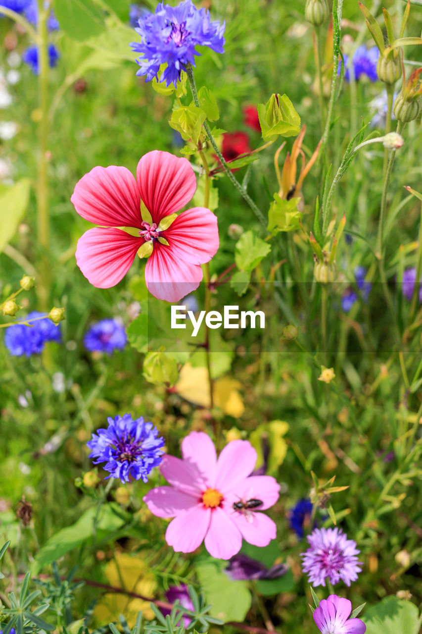 CLOSE-UP OF COSMOS BLOOMING ON FIELD