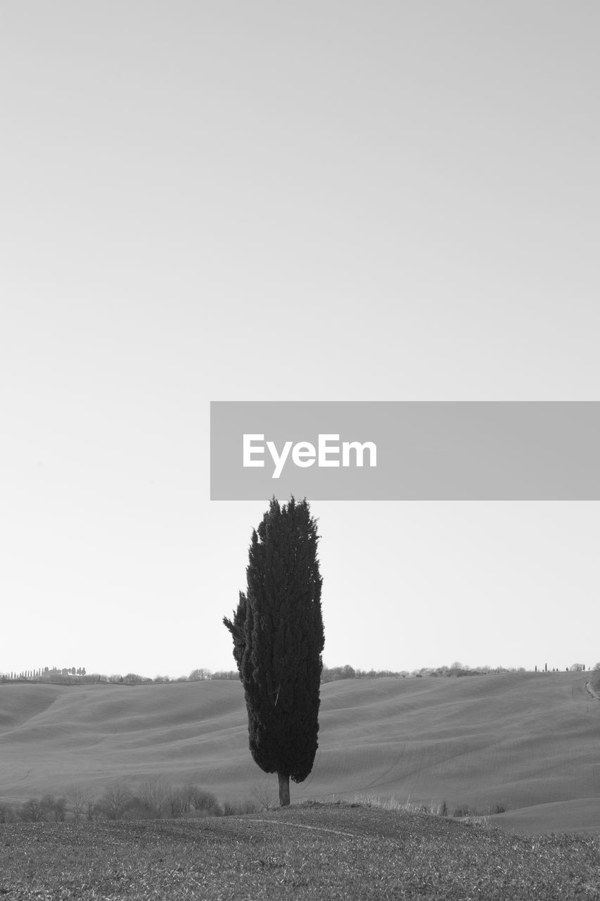 PLANT ON FIELD AGAINST SKY