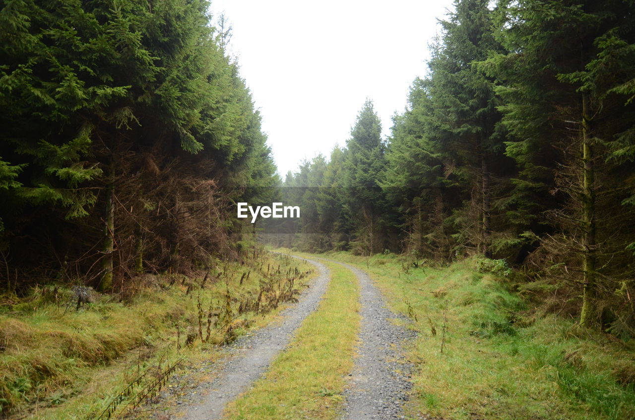 ROAD AMIDST TREES AND PLANTS IN FOREST