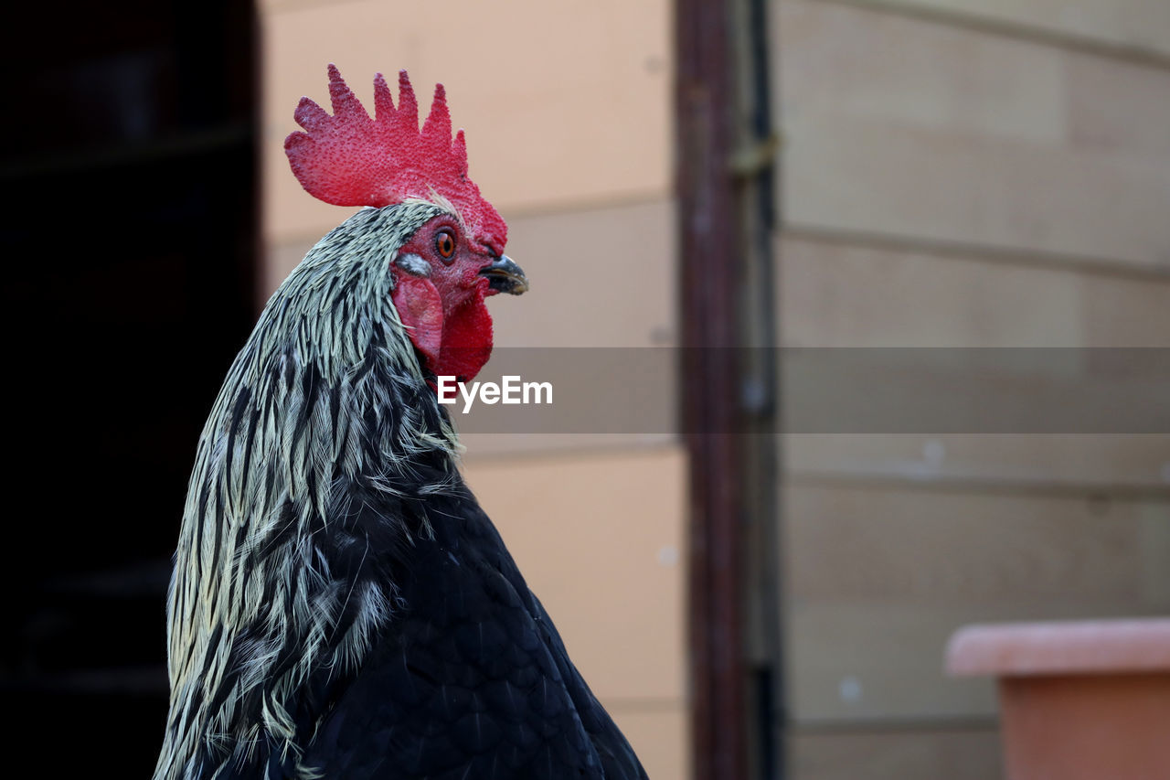 CLOSE-UP OF A PARROT