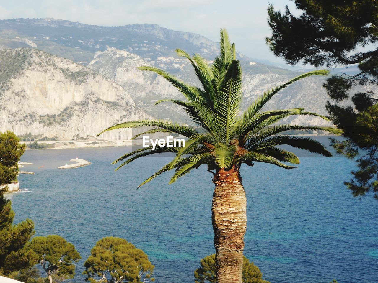 Palm tree by sea against sky