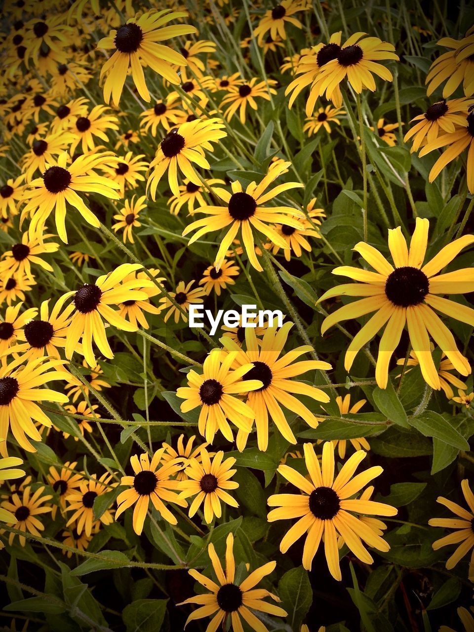 CLOSE-UP OF YELLOW FLOWERS BLOOMING