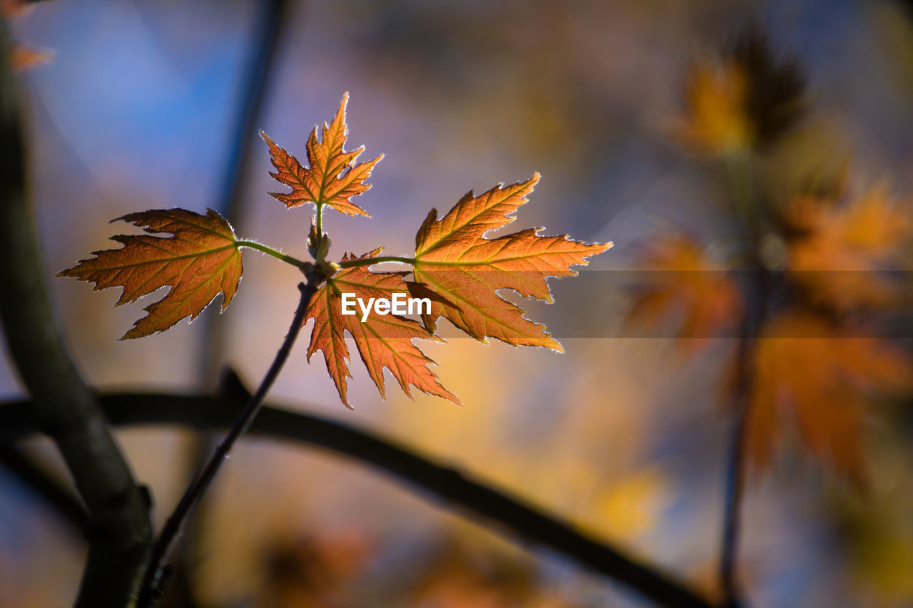 Close-up of maple leaves during autumn