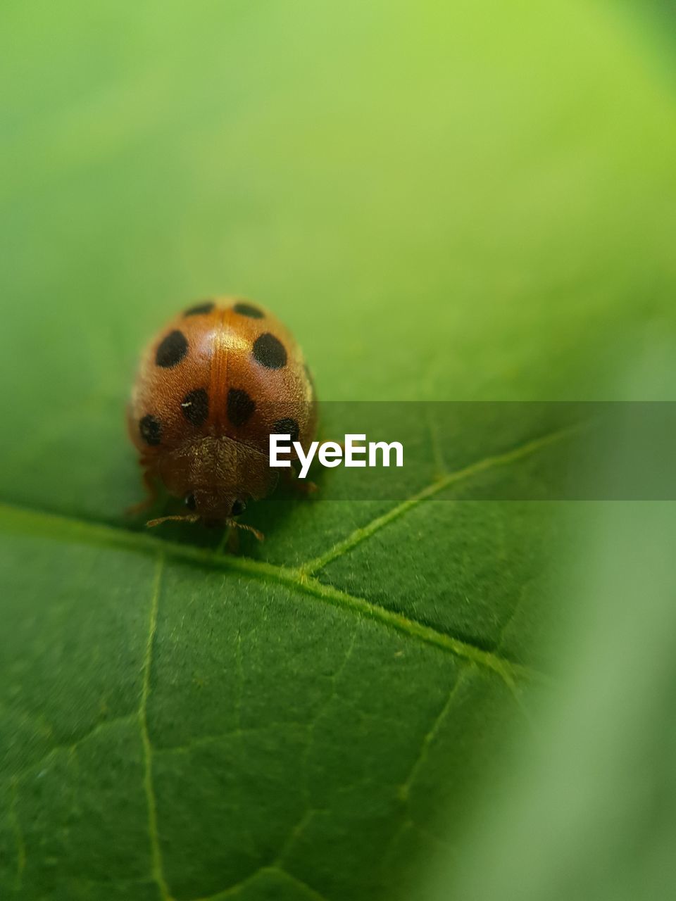 CLOSE UP OF LADYBUG ON LEAF