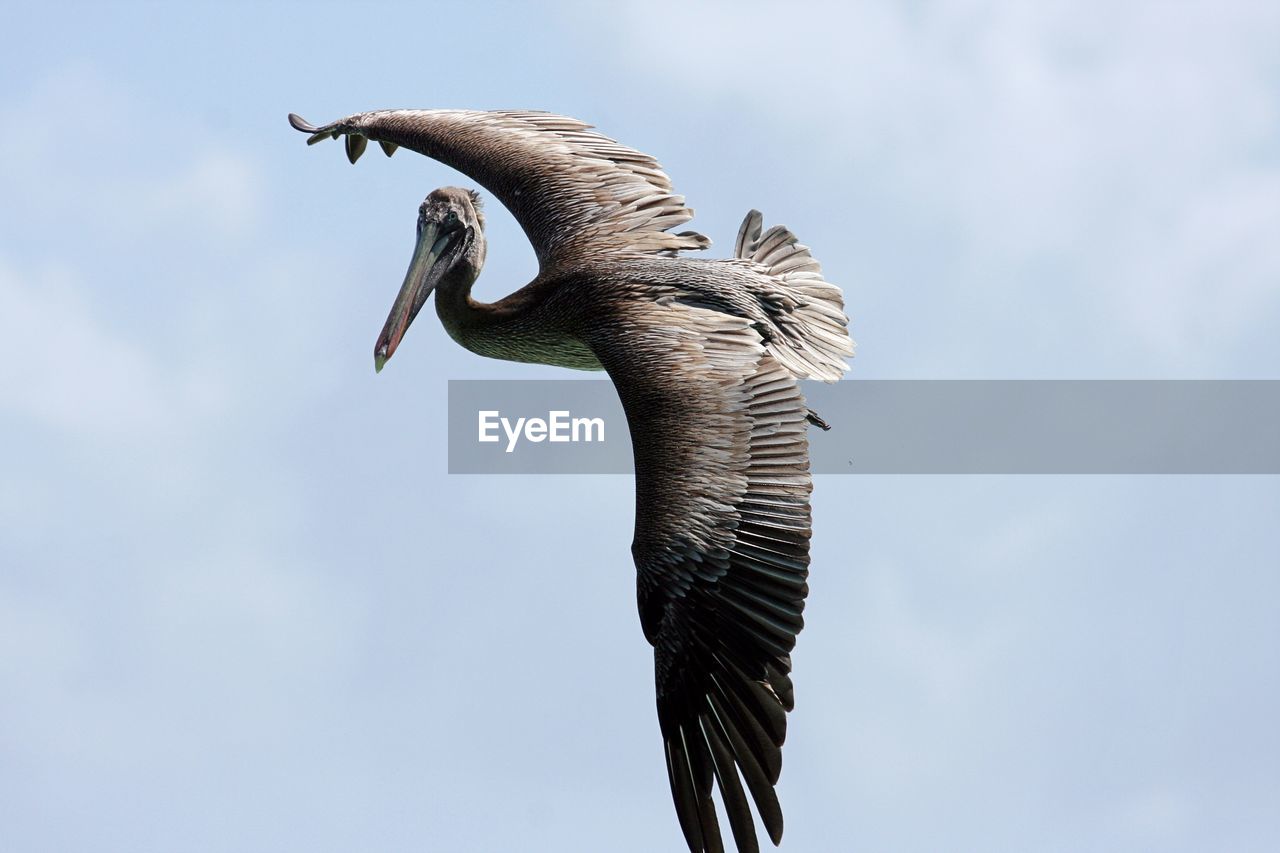 Pelican  flying against sky