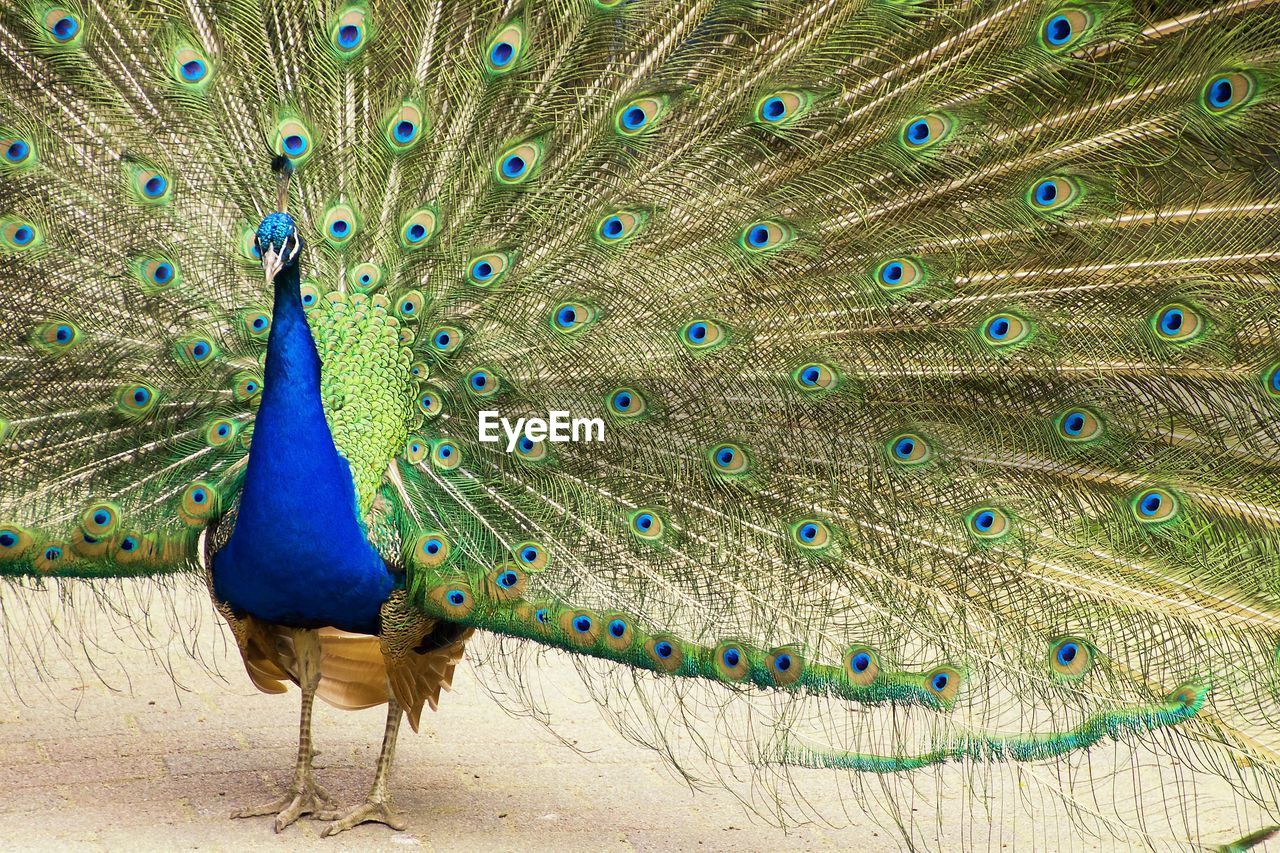 Close-up of peacock