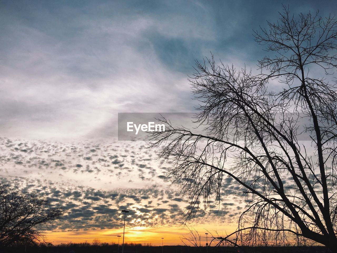 Silhouette bare tree against sunset sky