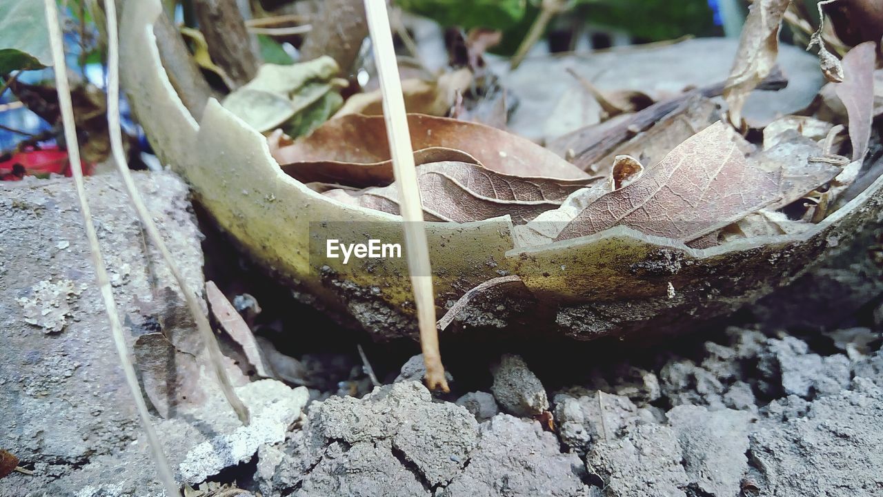 CLOSE-UP OF SNAKE ON ROCK