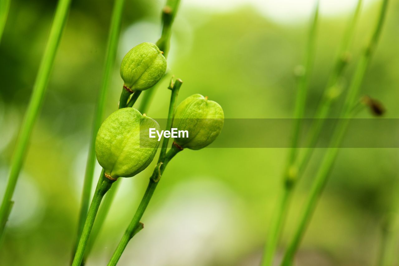 Close-up of flower buds growing outdoors