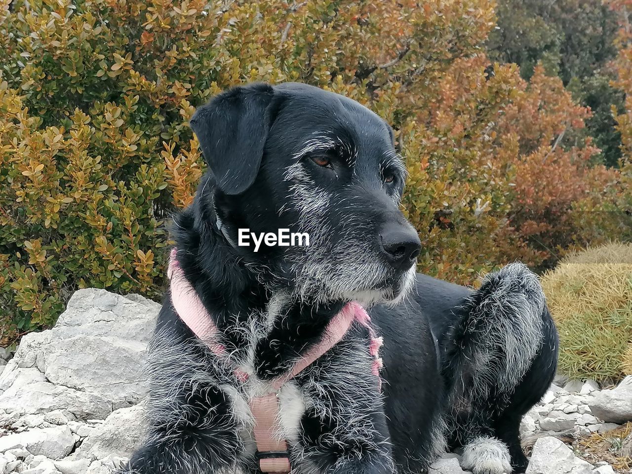 animal themes, animal, one animal, pet, mammal, domestic animals, canine, dog, black, no people, nature, day, plant, puppy, rock, labrador retriever, relaxation, outdoors, sitting, land, portrait, looking, tree, looking away