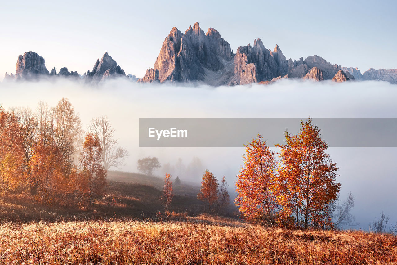 Majestic landscape with autumn trees in misty forest. carpathian, ukraine, europe. beauty world.