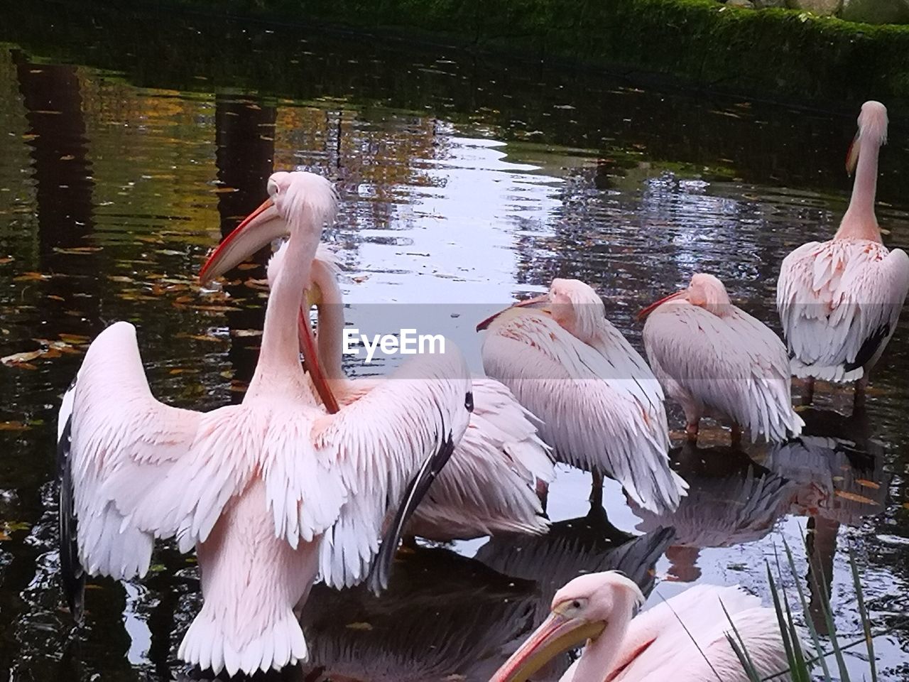 VIEW OF SWANS IN WATER