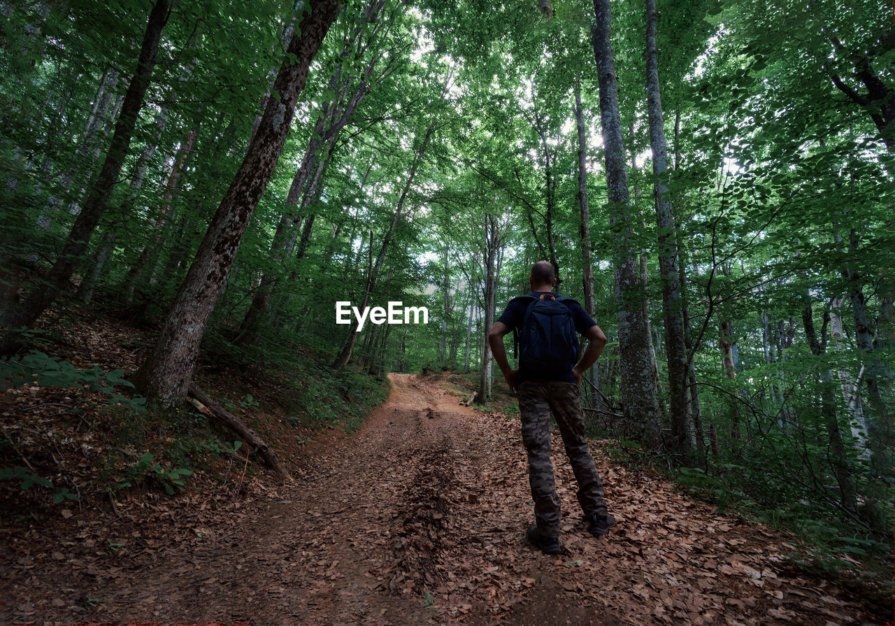 Rear view of man walking in forest. shot in strandzha, bulgaria.