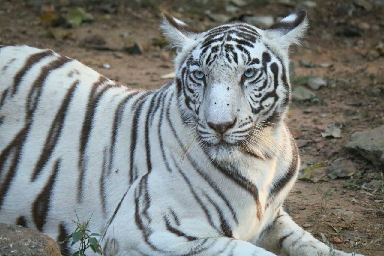Portrait of white bengal tiger resting on field