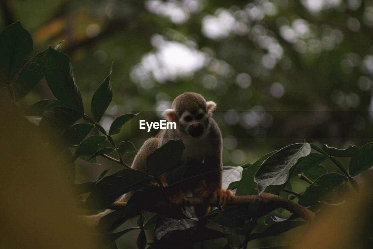 Close-up of a monkey on tree