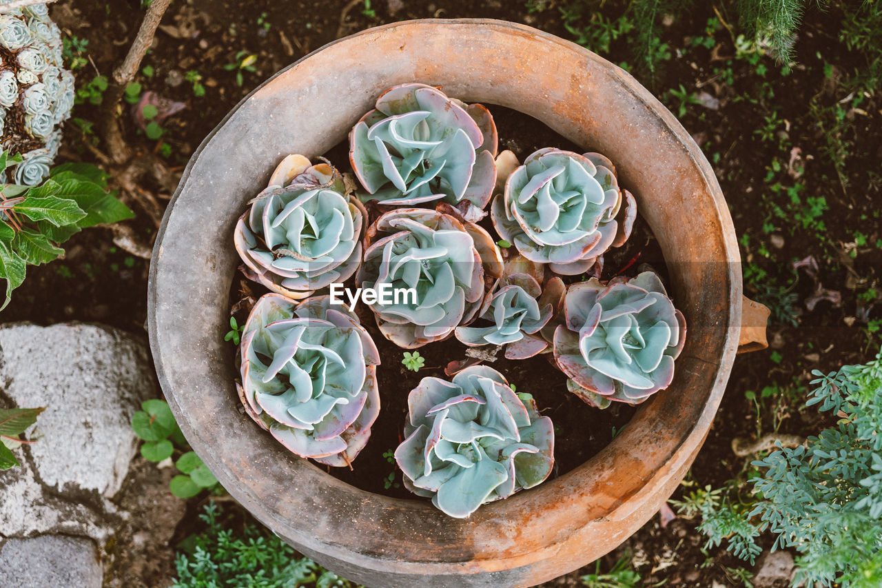 High angle view of succulent plant on clay pot.