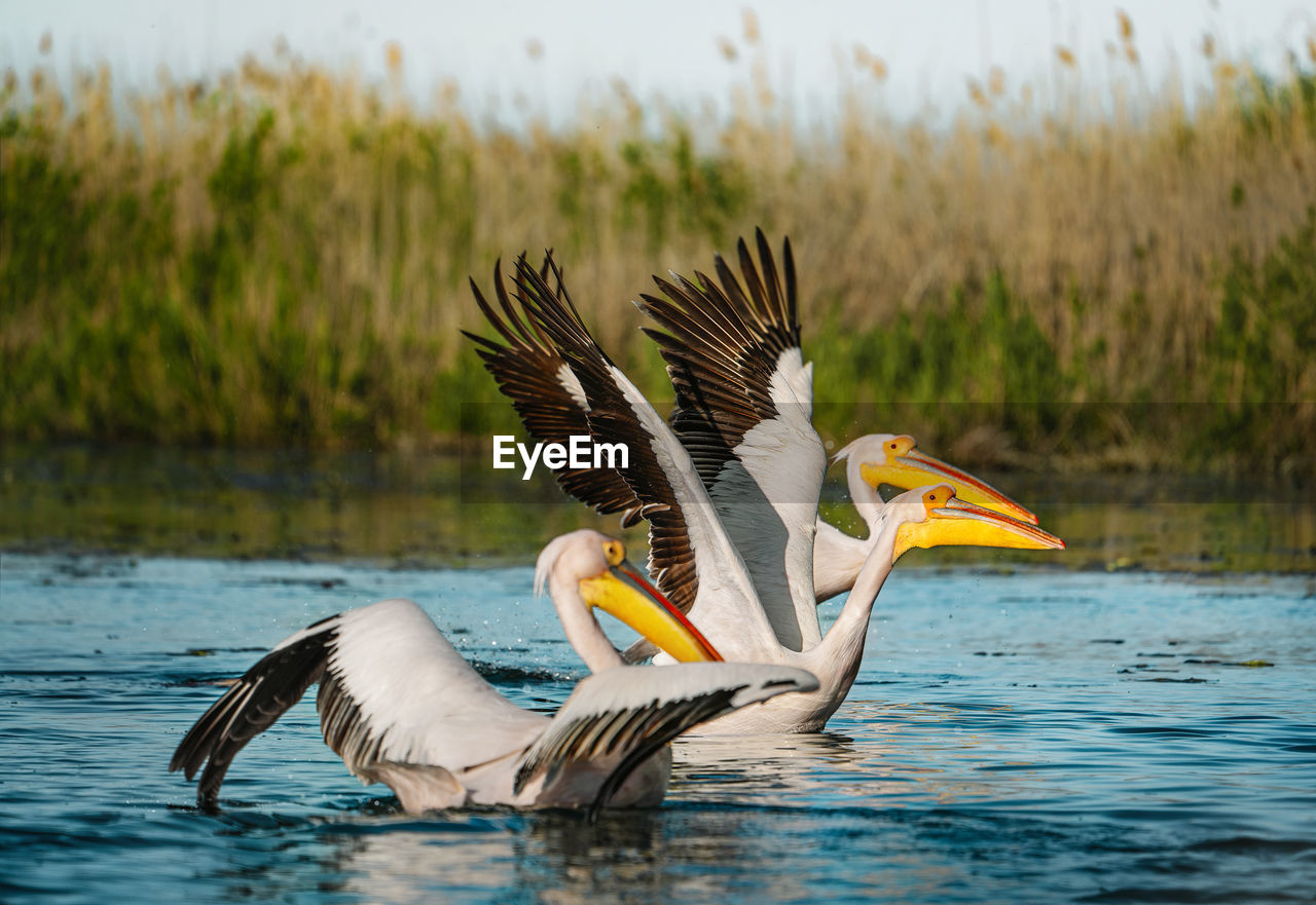 Close-up of pelicans in danube delta