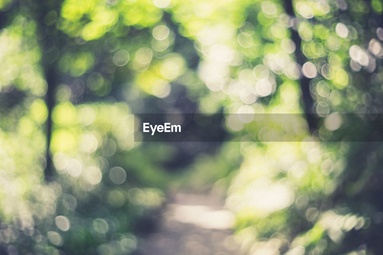 DEFOCUSED IMAGE OF GREEN TREE