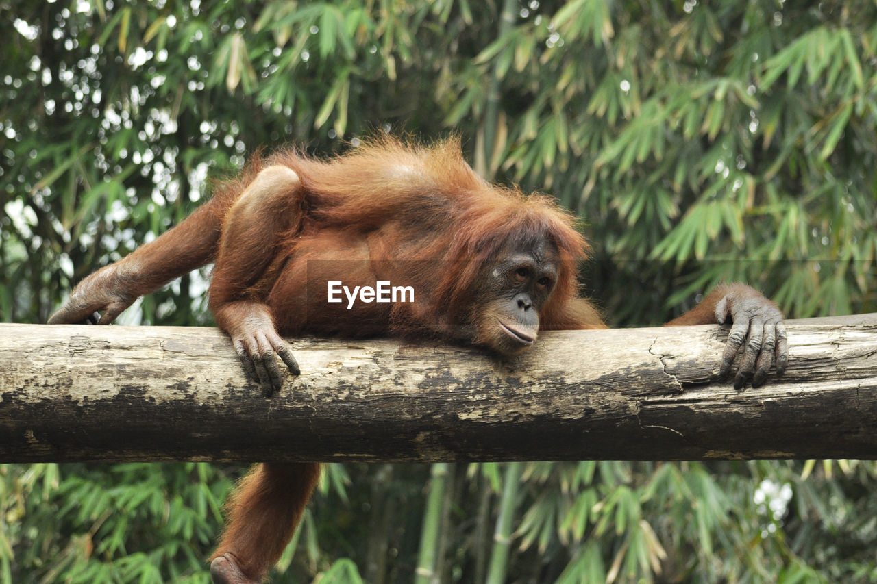 Monkey sitting on a tree trunk