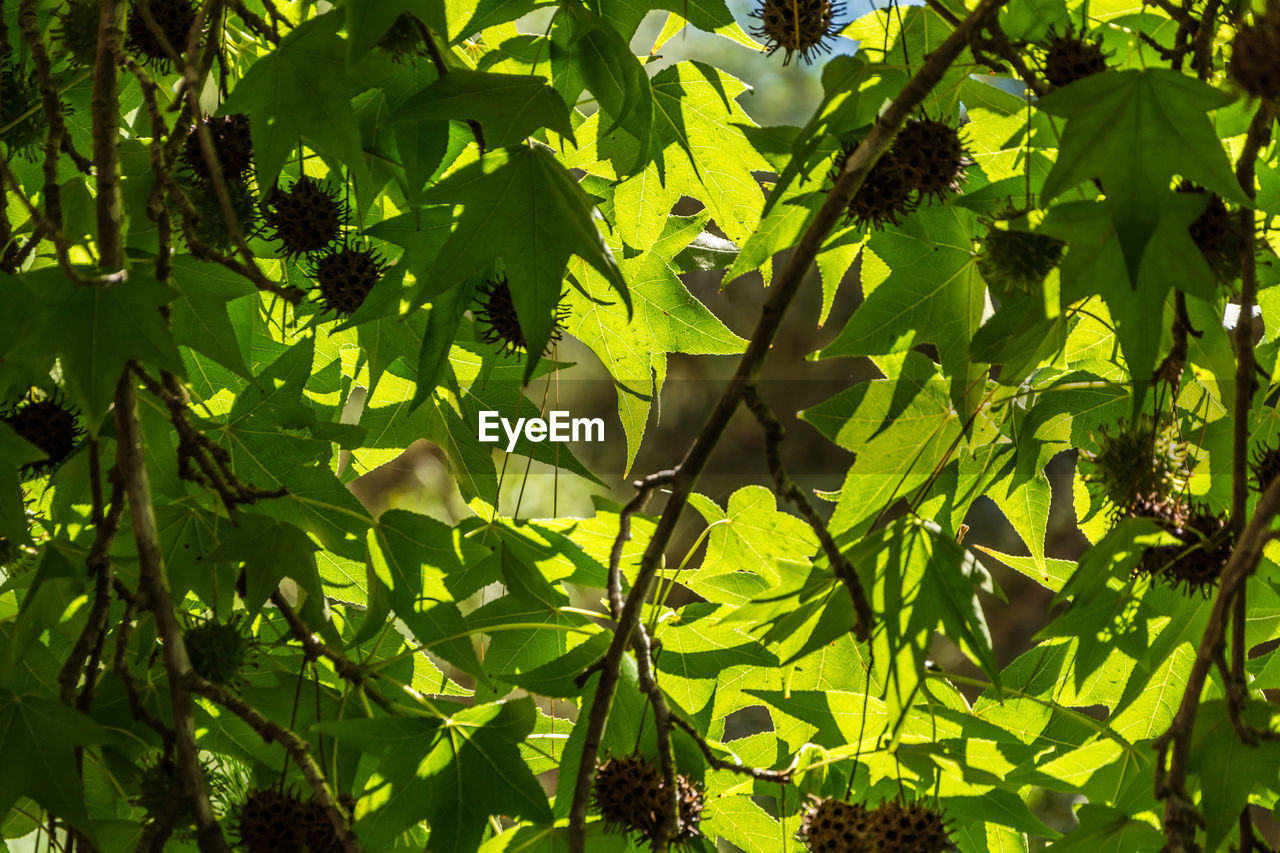 CLOSE-UP OF GREEN LEAVES ON TREE