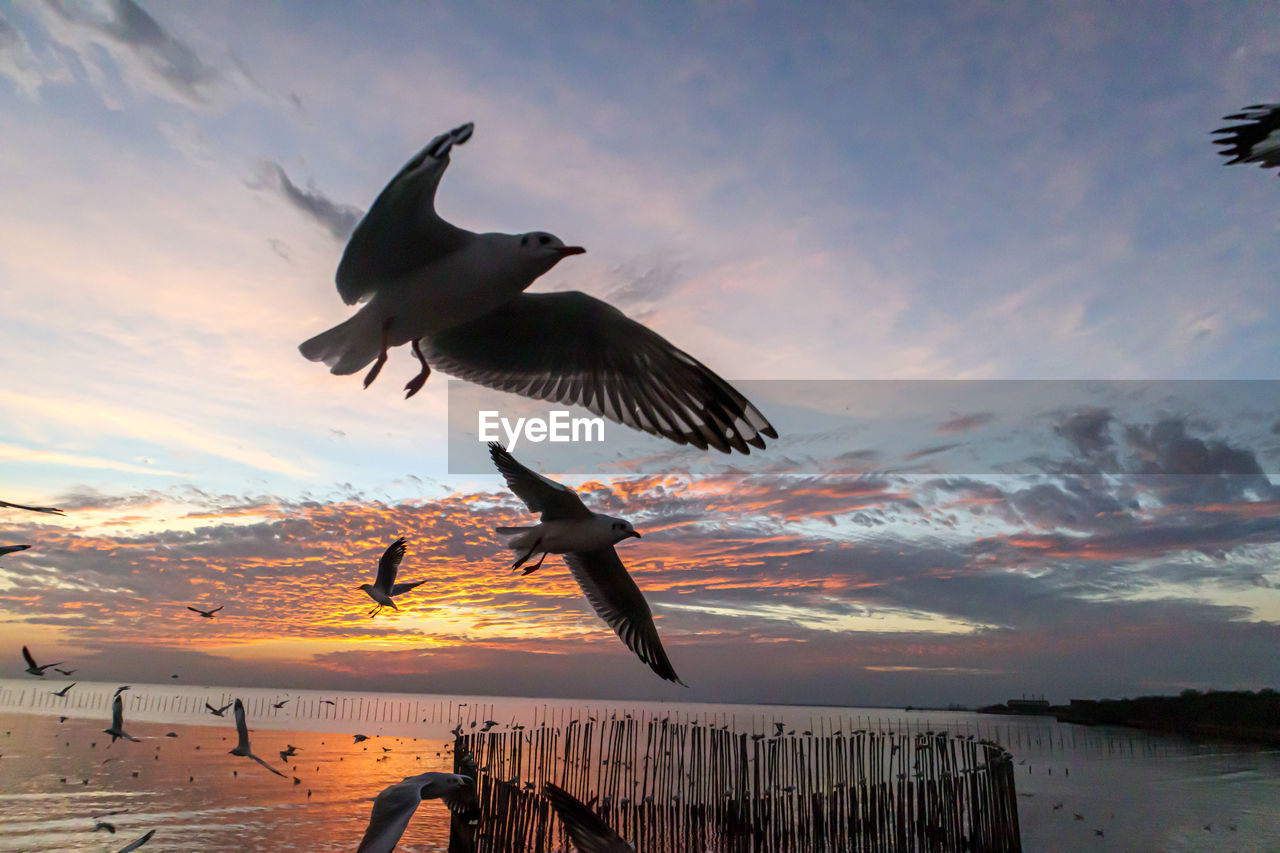 wildlife, animal themes, animal, animal wildlife, sky, water, sunset, bird, flying, sea, cloud, nature, spread wings, ocean, group of animals, beauty in nature, mid-air, seabird, beach, animal body part, motion, no people, seagull, outdoors, travel destinations, dramatic sky, silhouette, scenics - nature, land