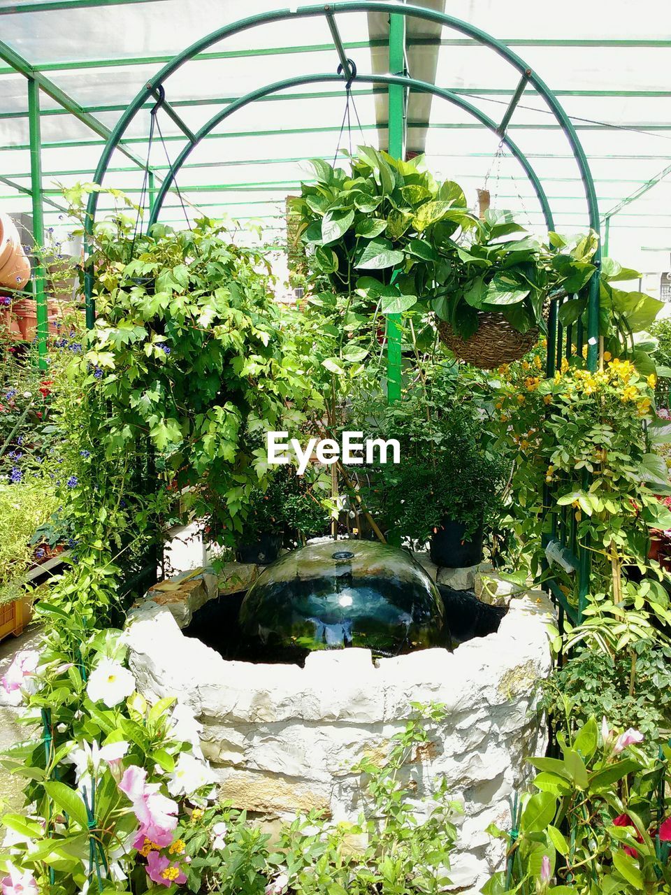 Fountain and plants in greenhouse