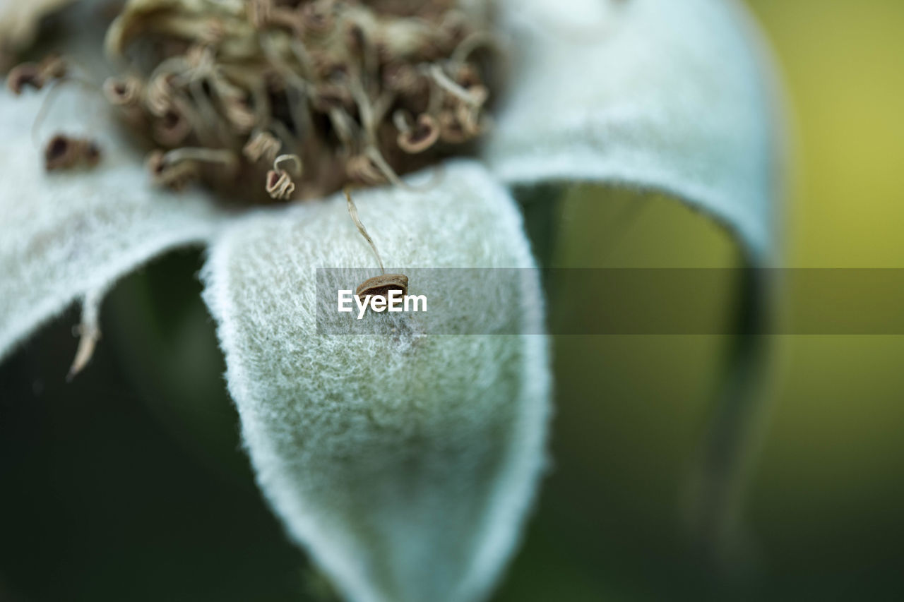 Close-up of flower