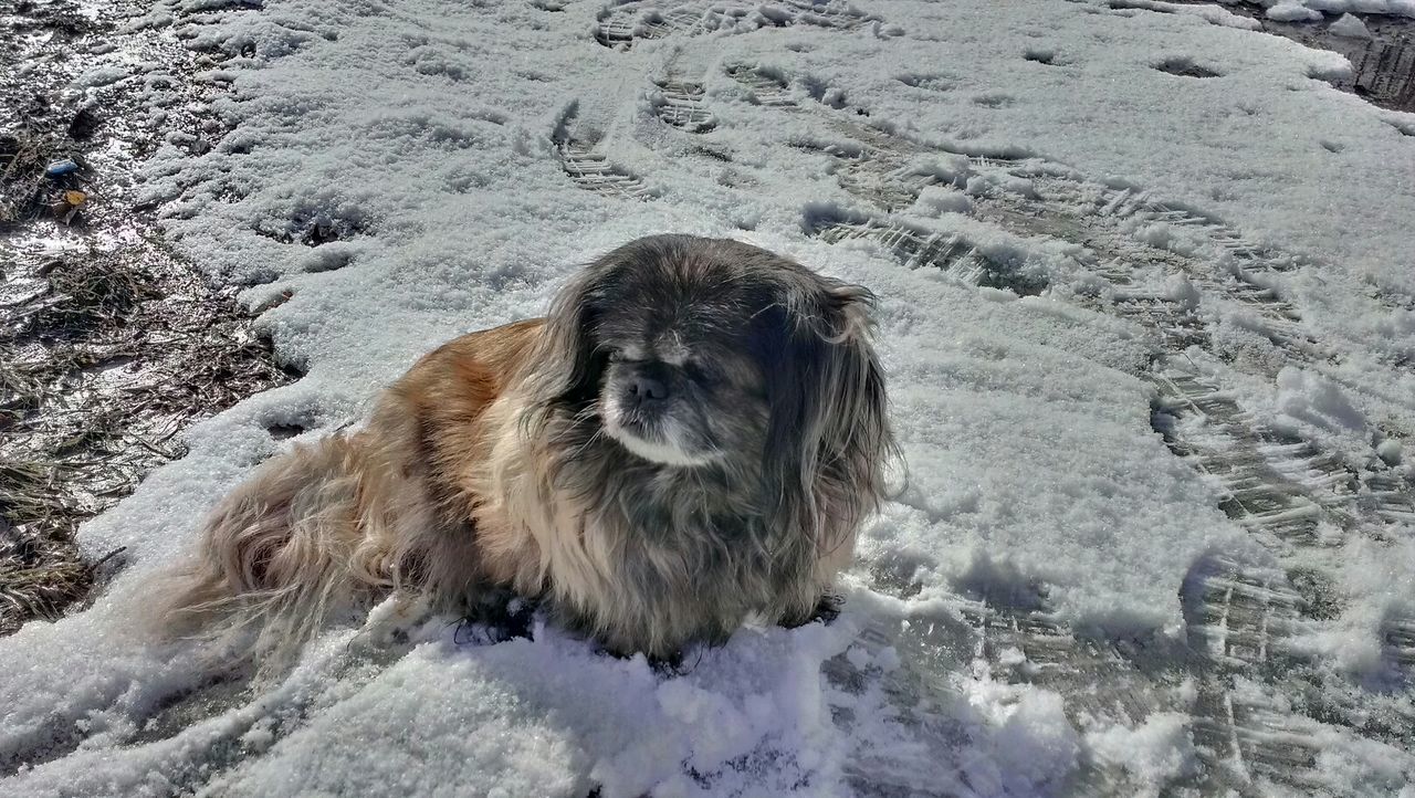 Dog looking away on snow covered land