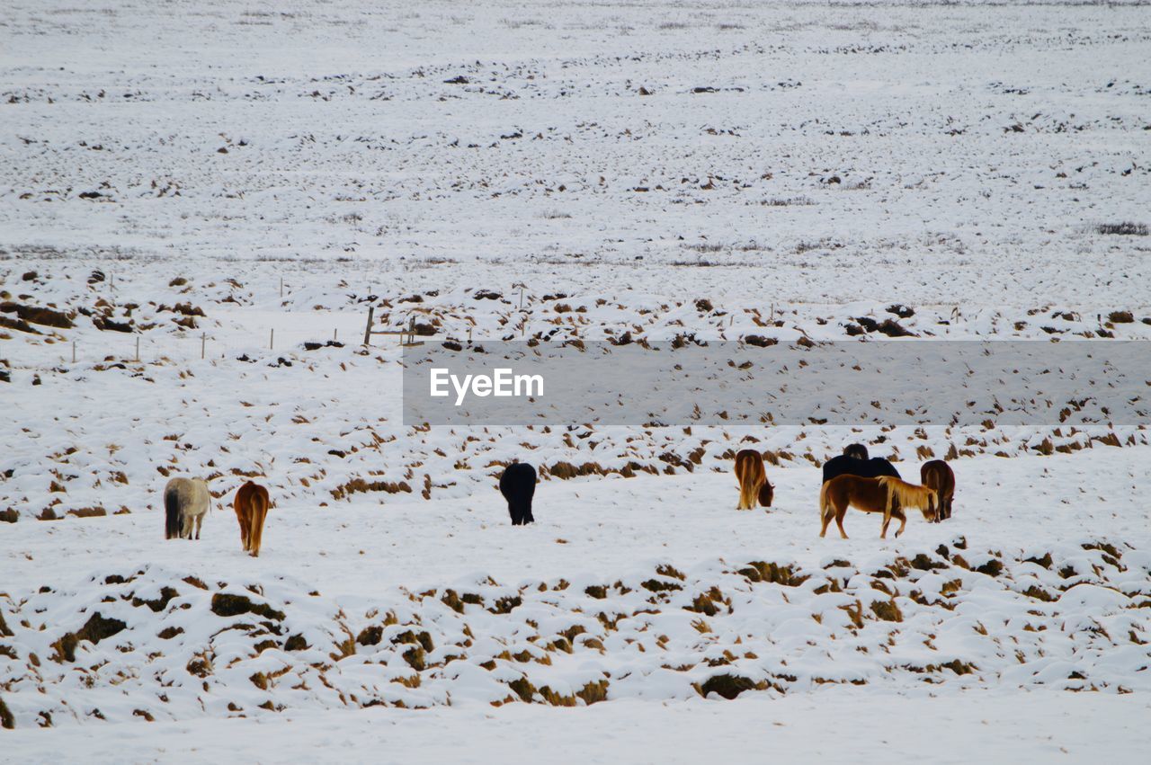 Ponies in landscape in iceland