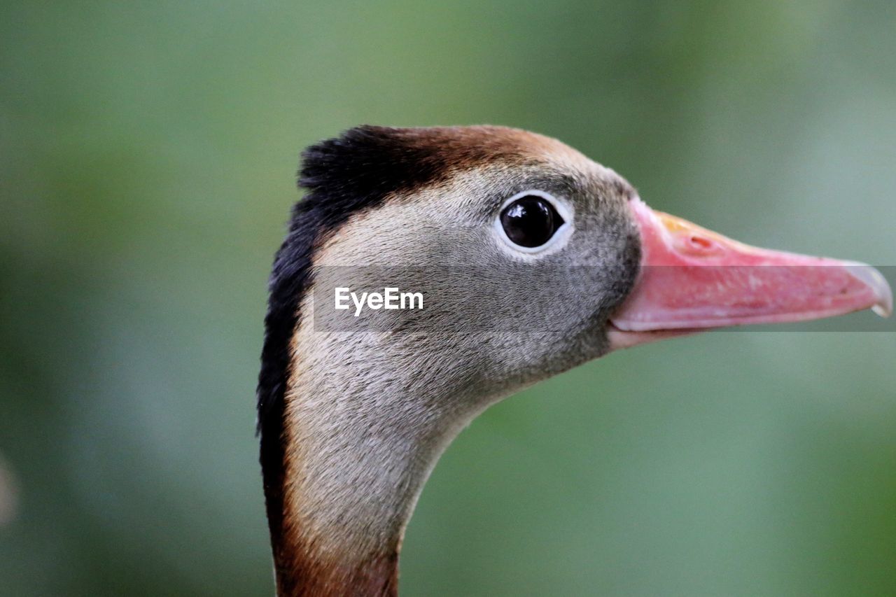 Close-up of bird against blurred background