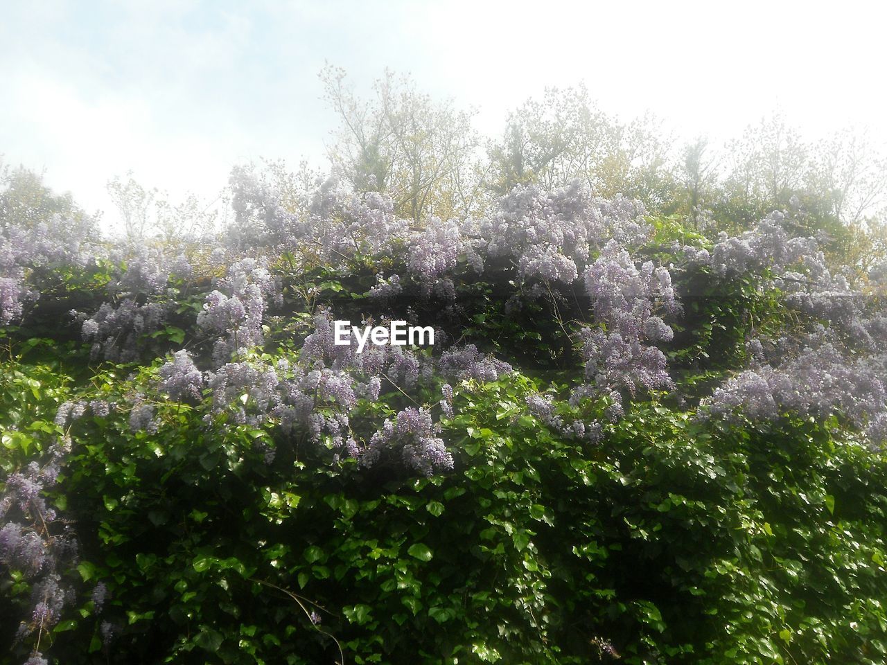 CLOSE-UP OF FLOWER TREE AGAINST SKY