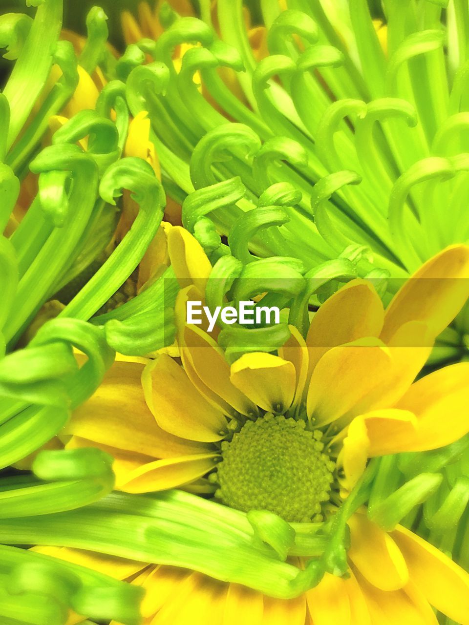 Close-up high angle view of flower and leaves