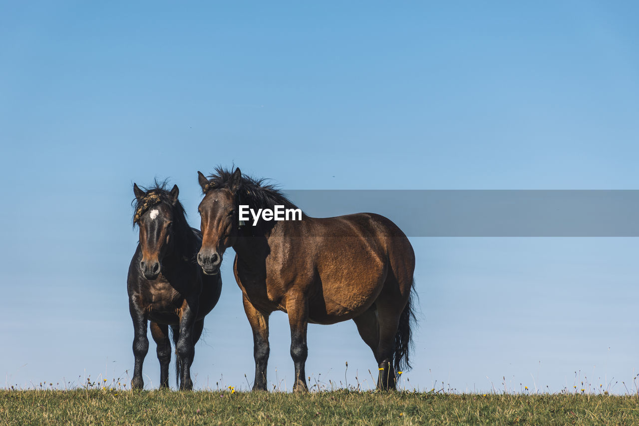 View of horses on field against clear sky