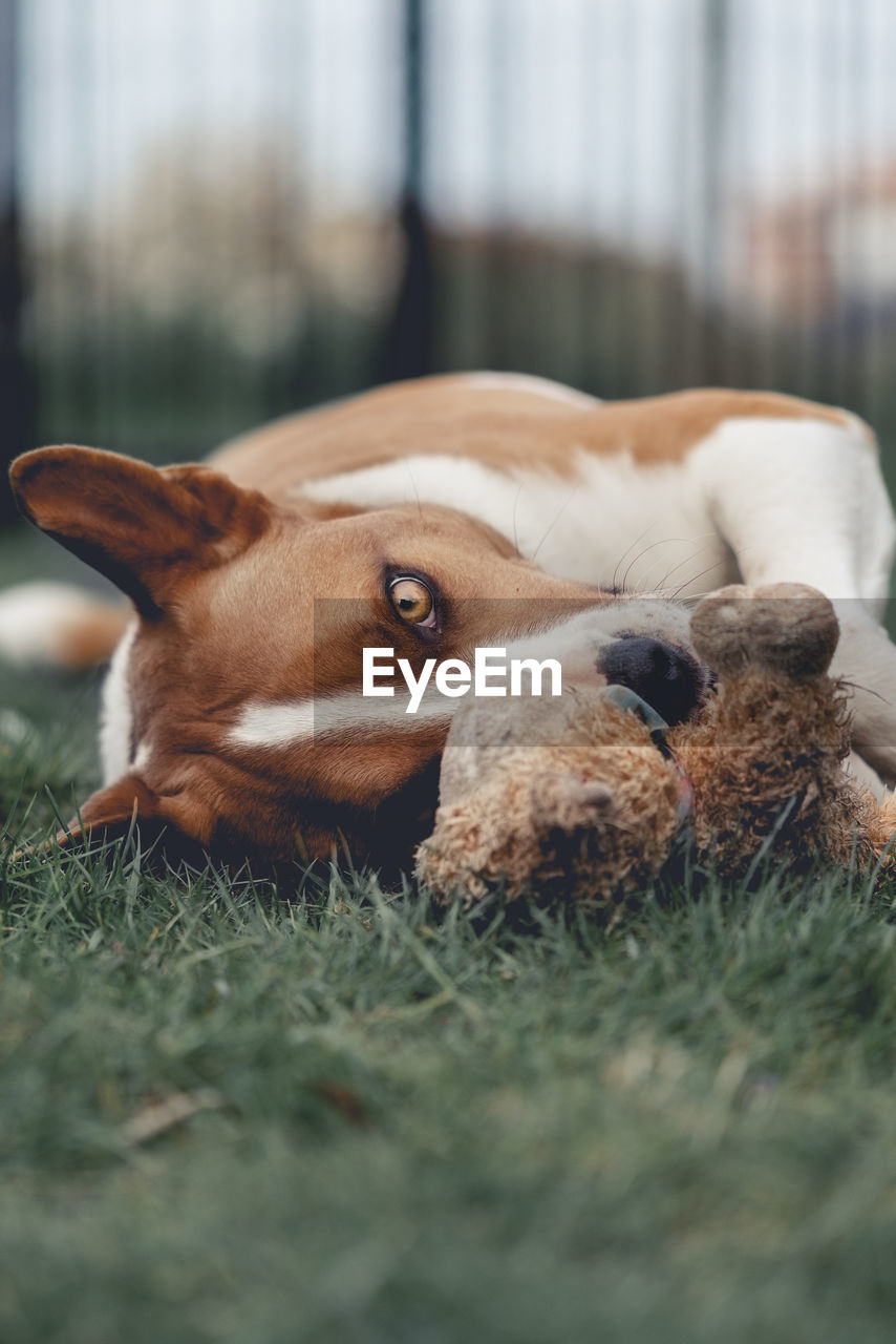 CLOSE-UP PORTRAIT OF A DOG ON GRASSLAND