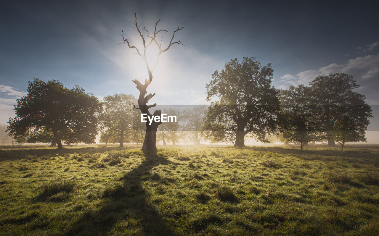 Secular trees with perfect light in a foggy spring morning near sighisoara, romania.