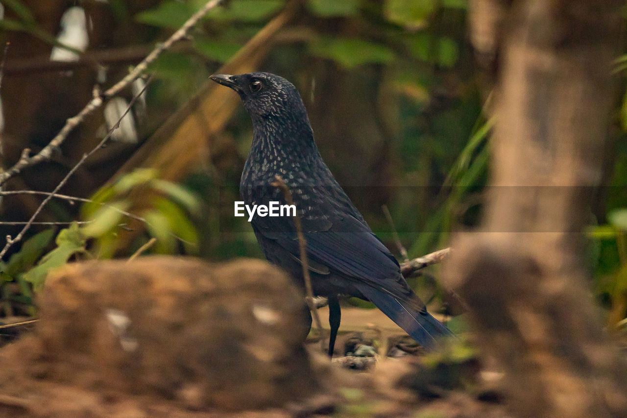 CLOSE-UP OF A BIRD PERCHING ON A TREE