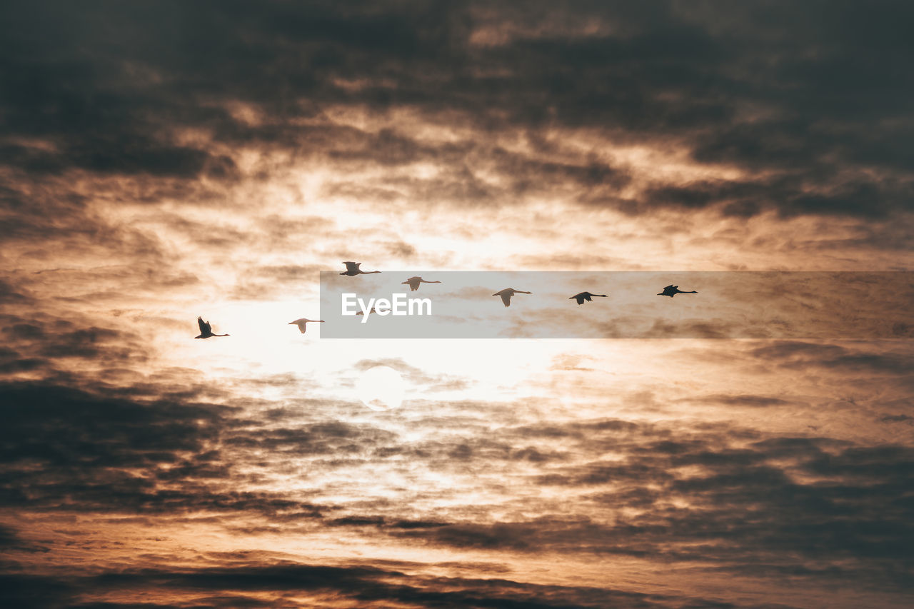 SILHOUETTE BIRDS FLYING IN SKY