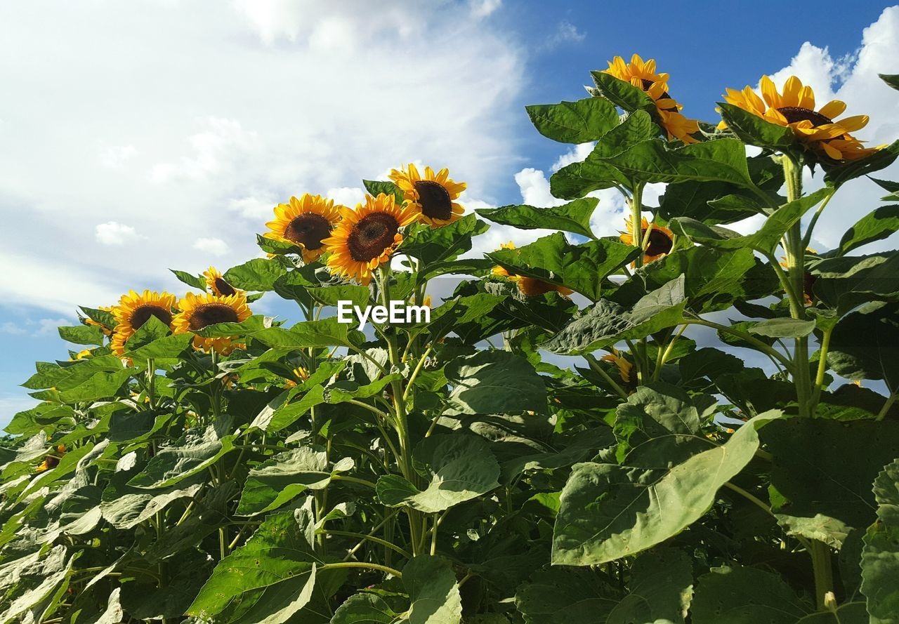 LOW ANGLE VIEW OF PLANT AGAINST SKY