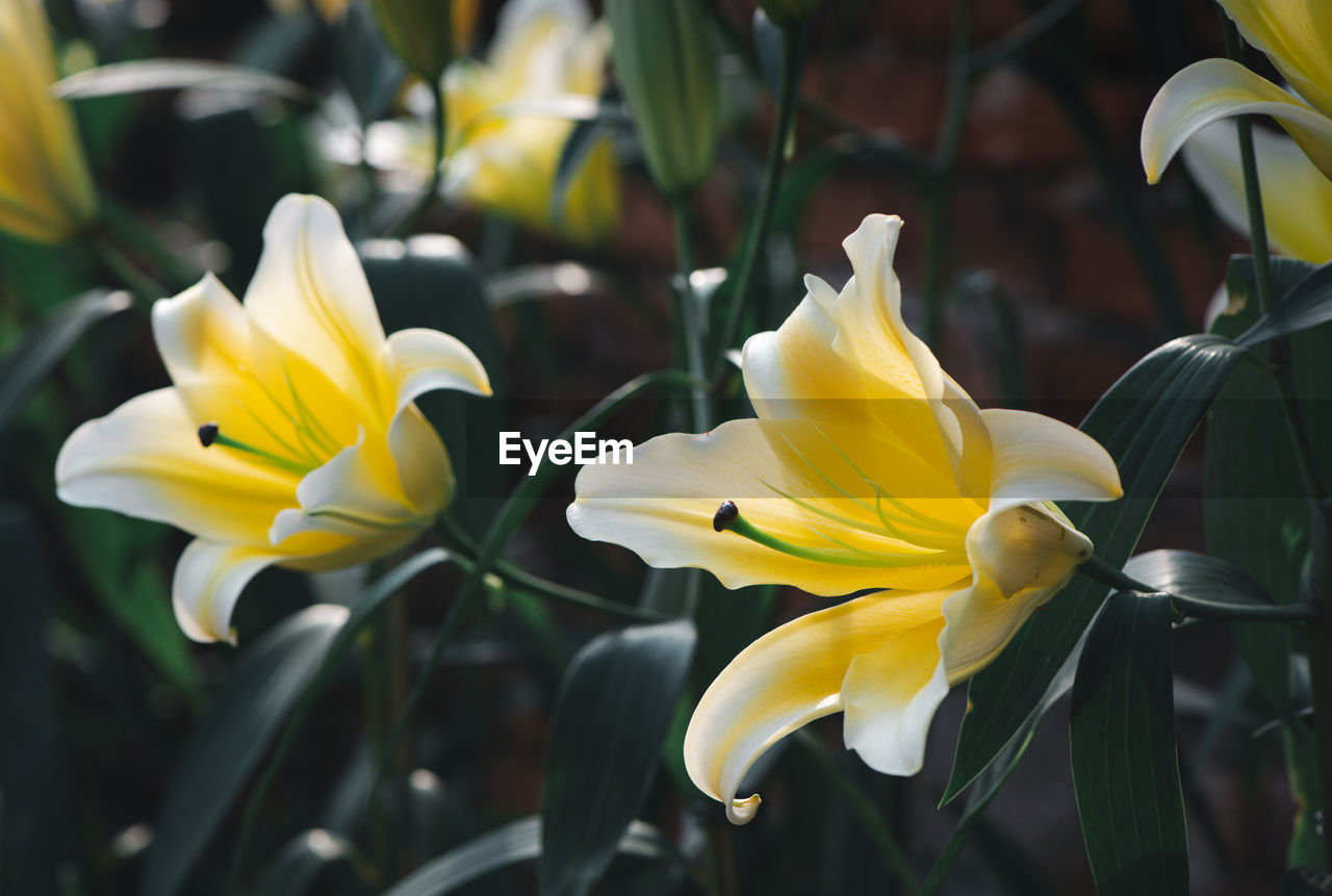 flower, flowering plant, yellow, plant, beauty in nature, petal, freshness, flower head, fragility, close-up, inflorescence, nature, growth, focus on foreground, no people, springtime, lily, outdoors, white, macro photography, botany, plant part, leaf, blossom