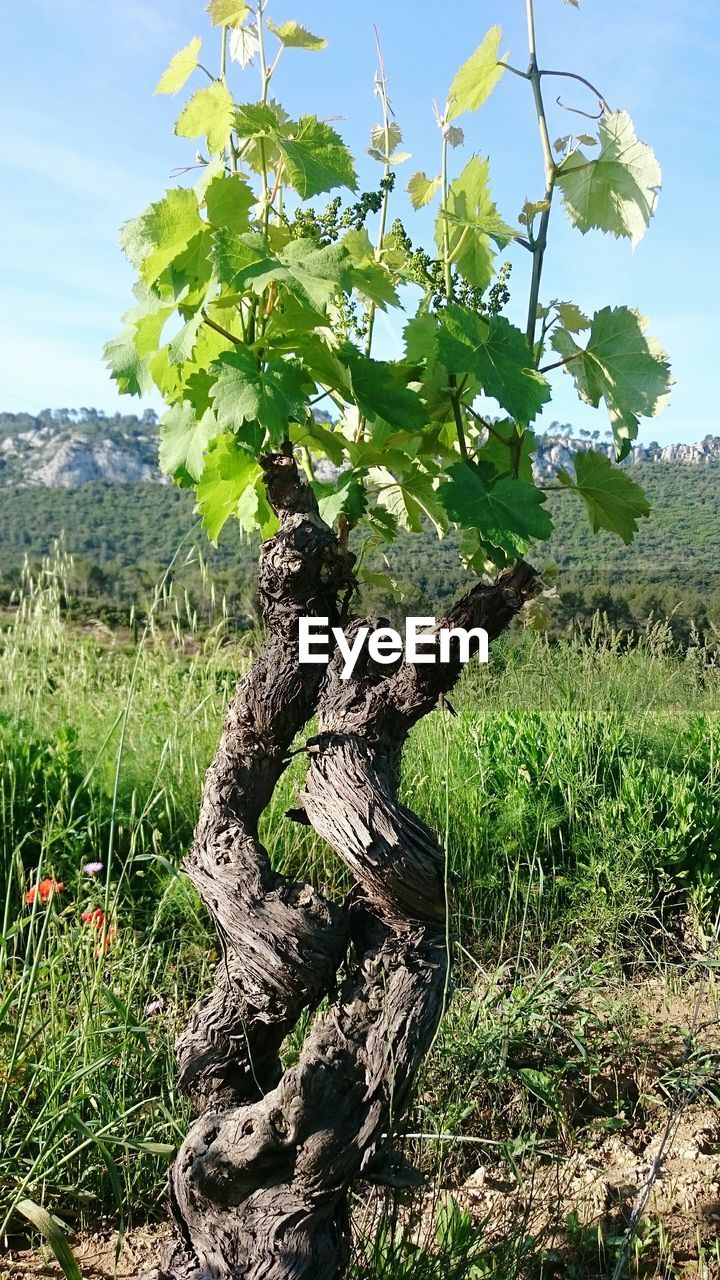 DEAD TREE ON FIELD