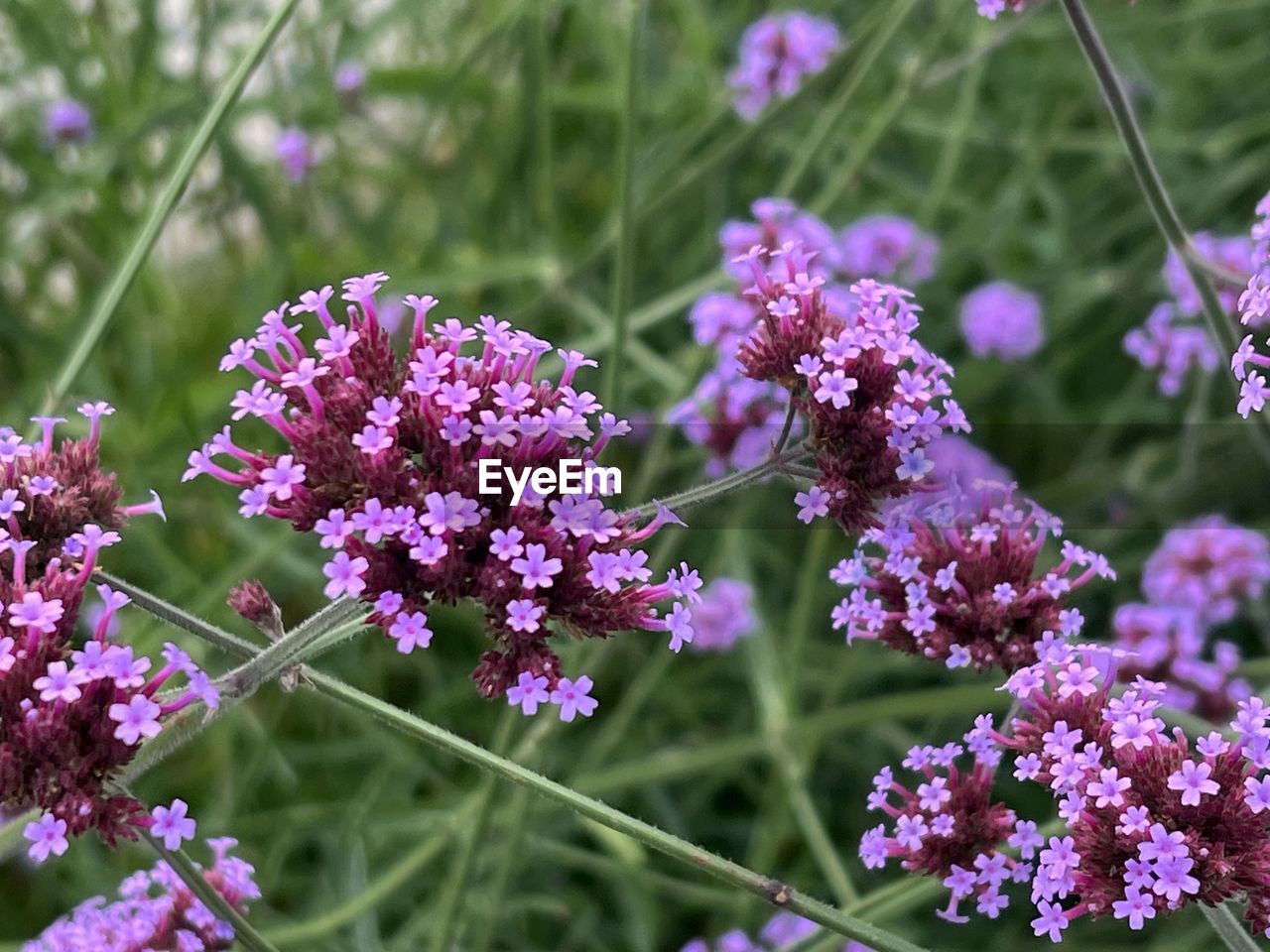 flower, flowering plant, plant, beauty in nature, freshness, nature, purple, fragility, growth, close-up, herb, lilac, botany, animal wildlife, no people, focus on foreground, pink, flower head, inflorescence, blossom, outdoors, food and drink, day, yarrow, food, plant part, wildflower, petal, garden, lavender, medicine, meadow, summer, leaf, animal themes, healthcare and medicine, sunlight, land