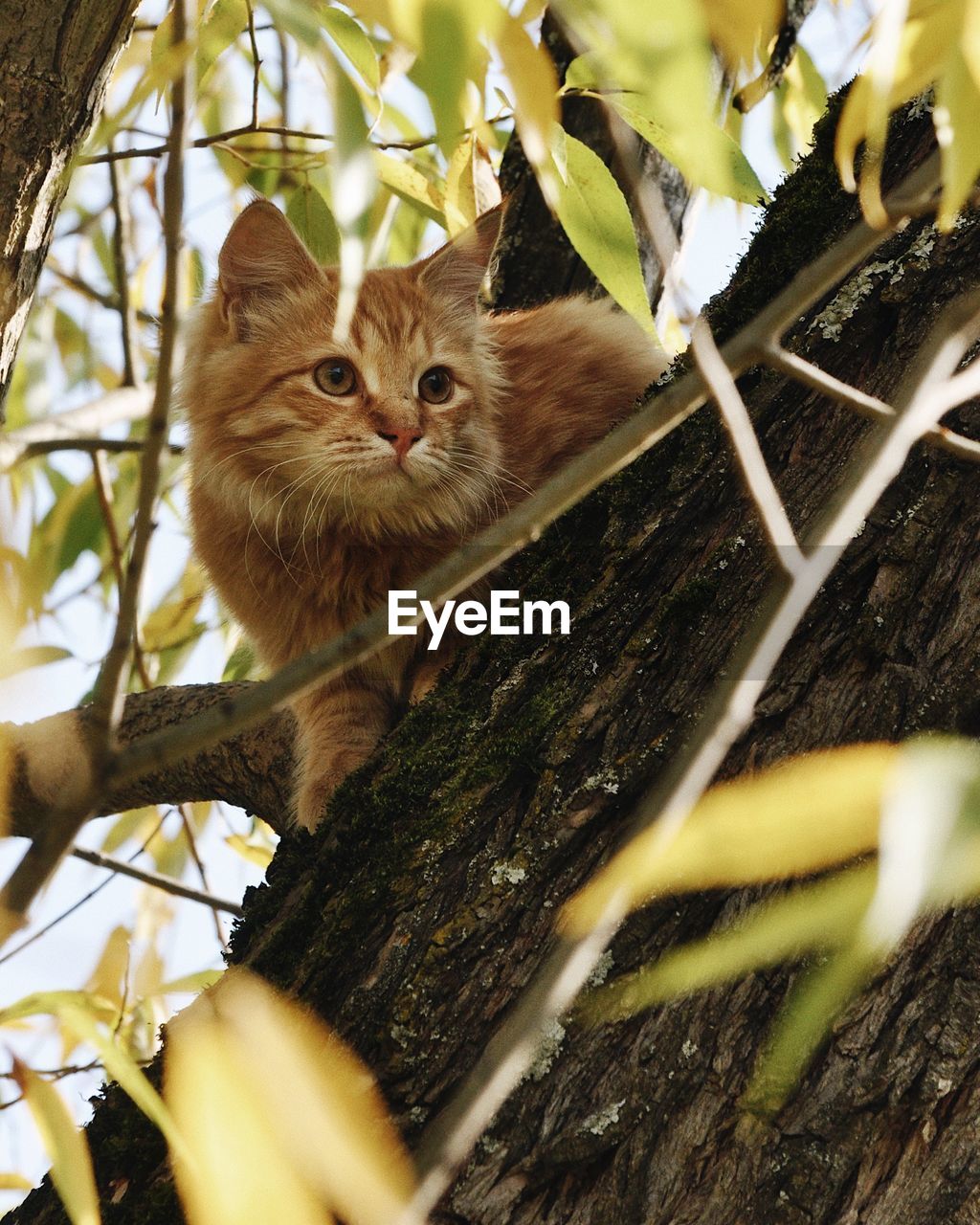 PORTRAIT OF A CAT ON TREE