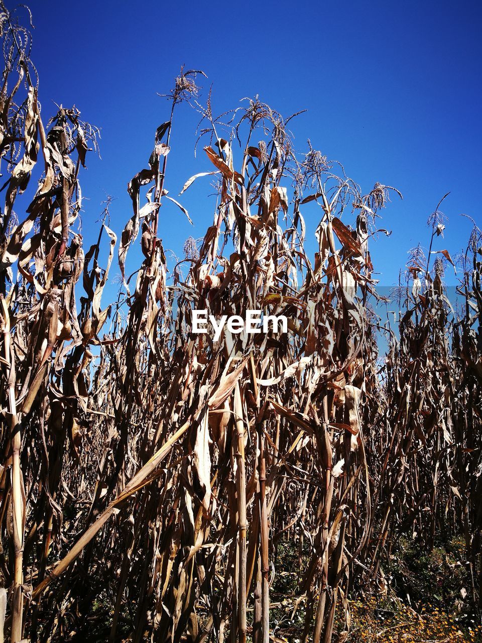 LOW ANGLE VIEW OF TREE AGAINST BLUE SKY