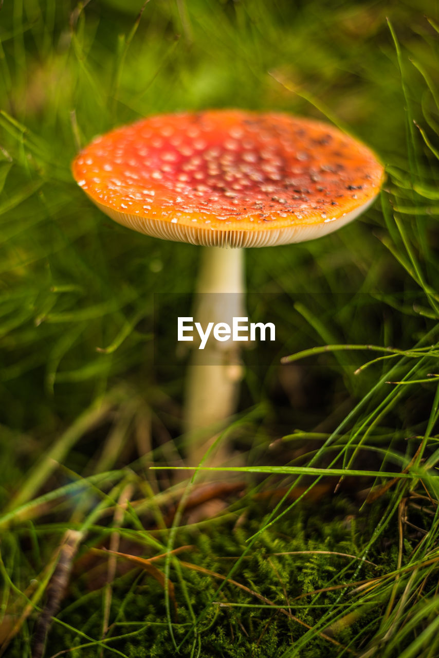 CLOSE-UP OF MUSHROOM GROWING IN FIELD